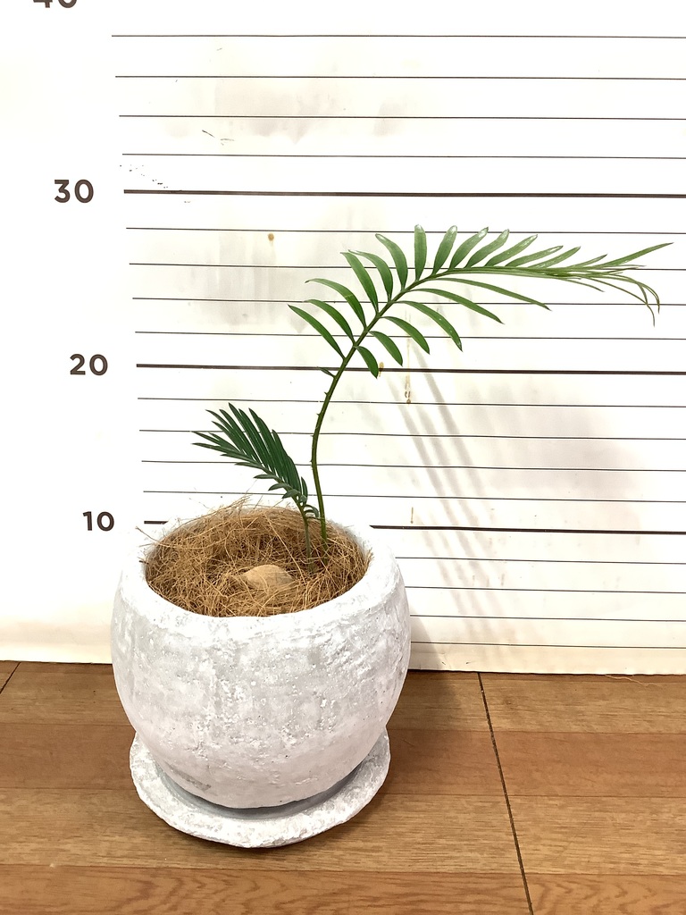 観葉植物 ソテツ 3号 実生 プラスチック鉢 | 観葉植物ならHitoHana