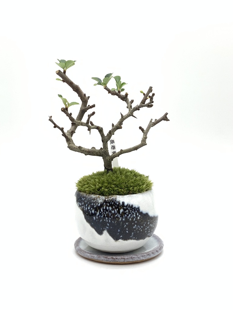 ミニ盆栽の通販 | HitoHana（ひとはな）
