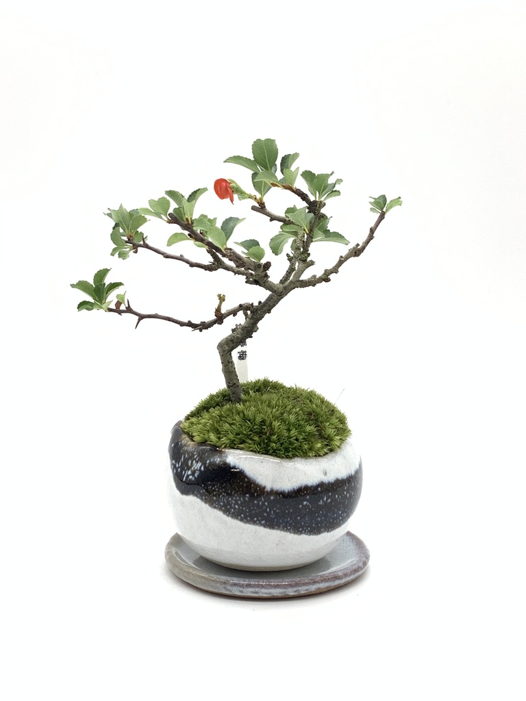 ミニ盆栽の通販 | HitoHana（ひとはな）