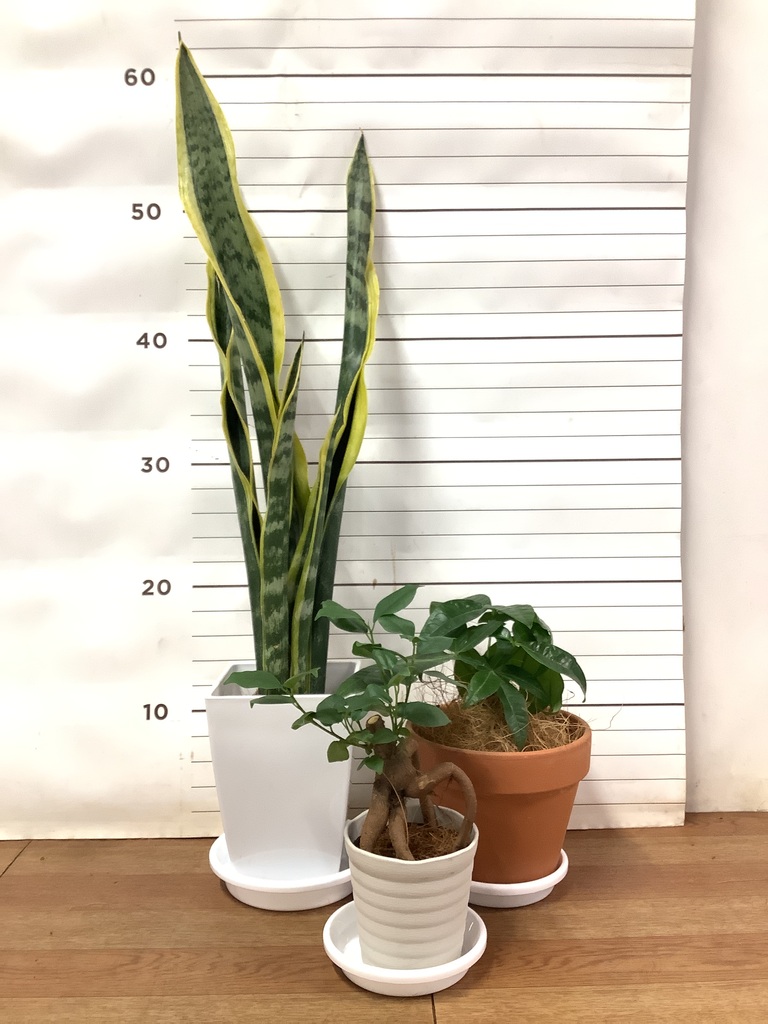 【植物好き】 観葉植物 アンスリウム 5号 ホワイト フォレスト トール