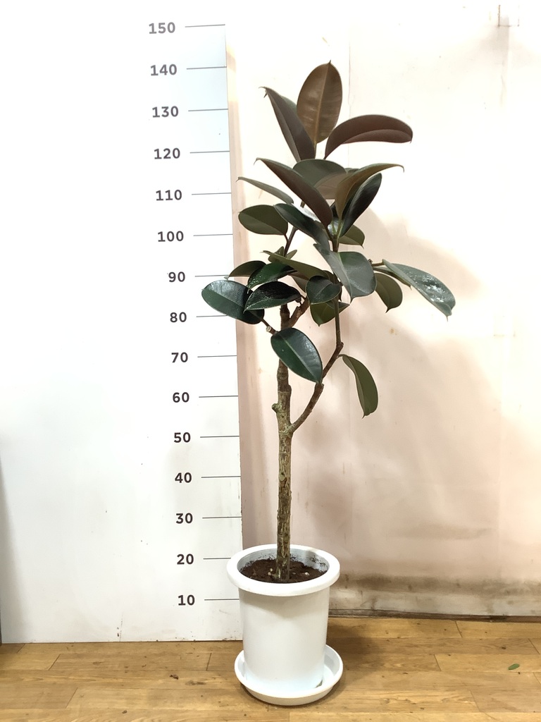 大型 観葉植物 フィカス・バーガンディ 観葉植物 フィカス バーガンディ 8号 ノーマル プラスチック鉢 | 観葉