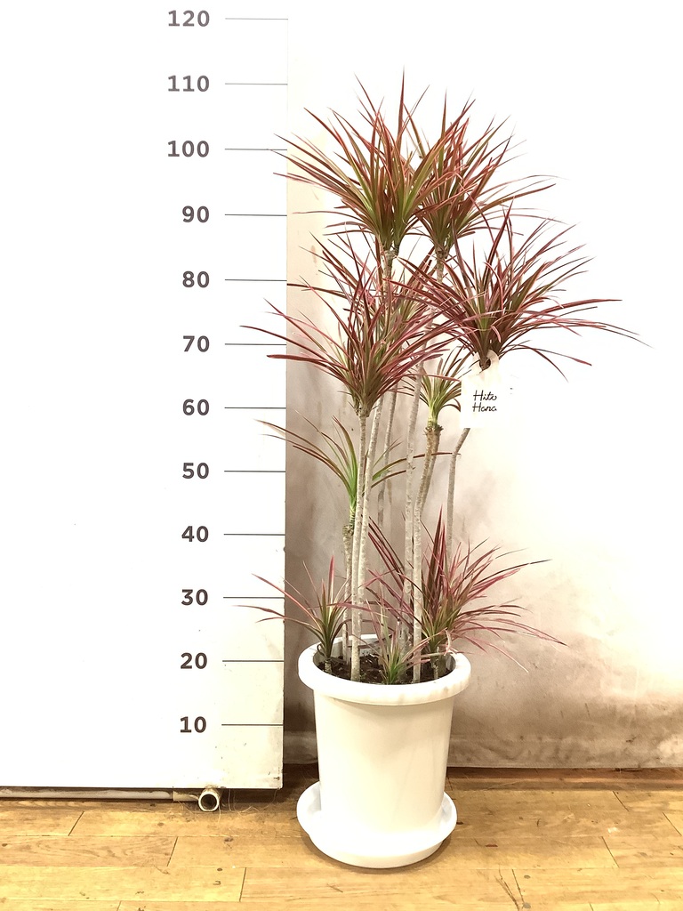 観葉植物 ドラセナ コンシンネ スカーレットアイビス 8号 寄せ