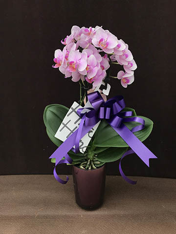 ranto です ミニ胡蝶蘭 ranto ライトピンク Mサイズ × レッド鉢 | 胡蝶蘭なら