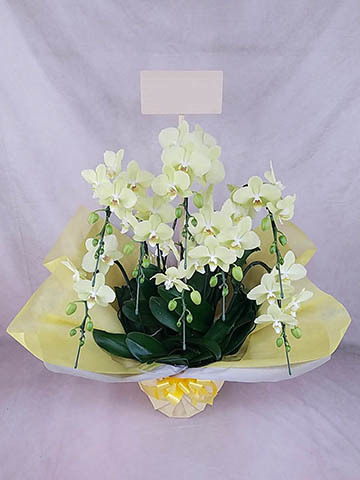 8本立ちの胡蝶蘭の通販 | HitoHana（ひとはな）