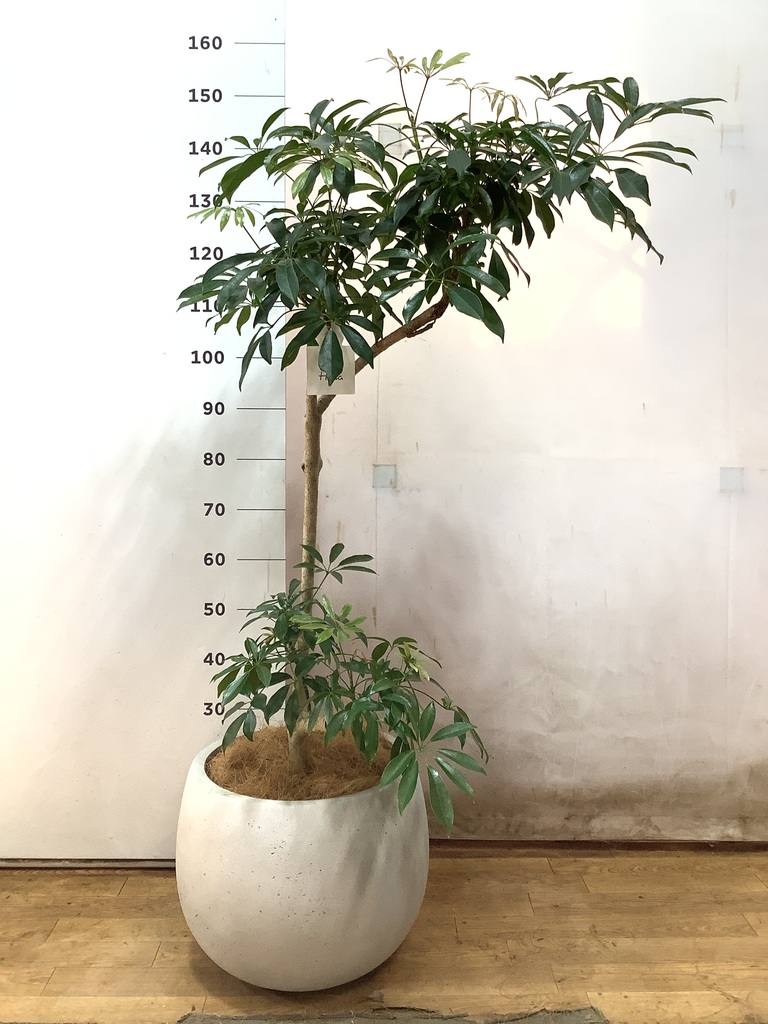 観葉植物 シェフレラ（カポック）8号 朴 プラスチック鉢 | 観葉植物