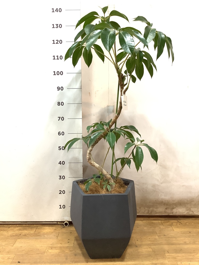 観葉植物 ツピダンサス 8号 曲がり ビアスソリッド ブラック 付き