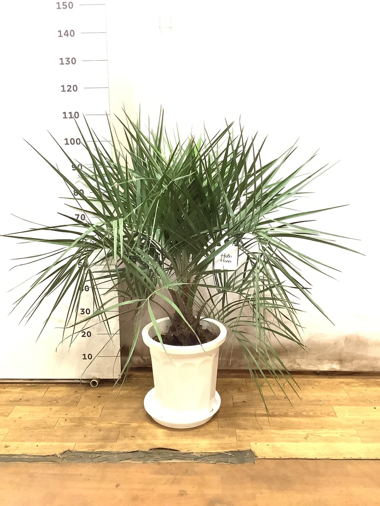 観葉植物 ヤタイヤシ 10号 プラスチック鉢 | 観葉植物ならHitoHana