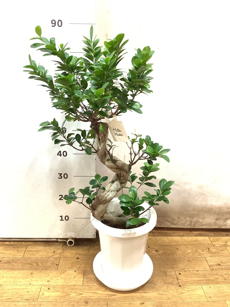 観葉植物 ガジュマル 8号 曲り プラスチック鉢 | 観葉植物ならHitoHana
