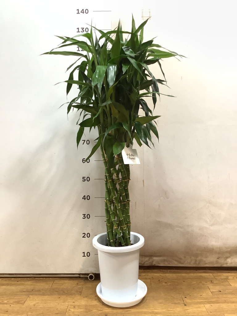 観葉植物 ドラセナ ミリオンバンブー（幸運の竹）8号 グリーン Eco