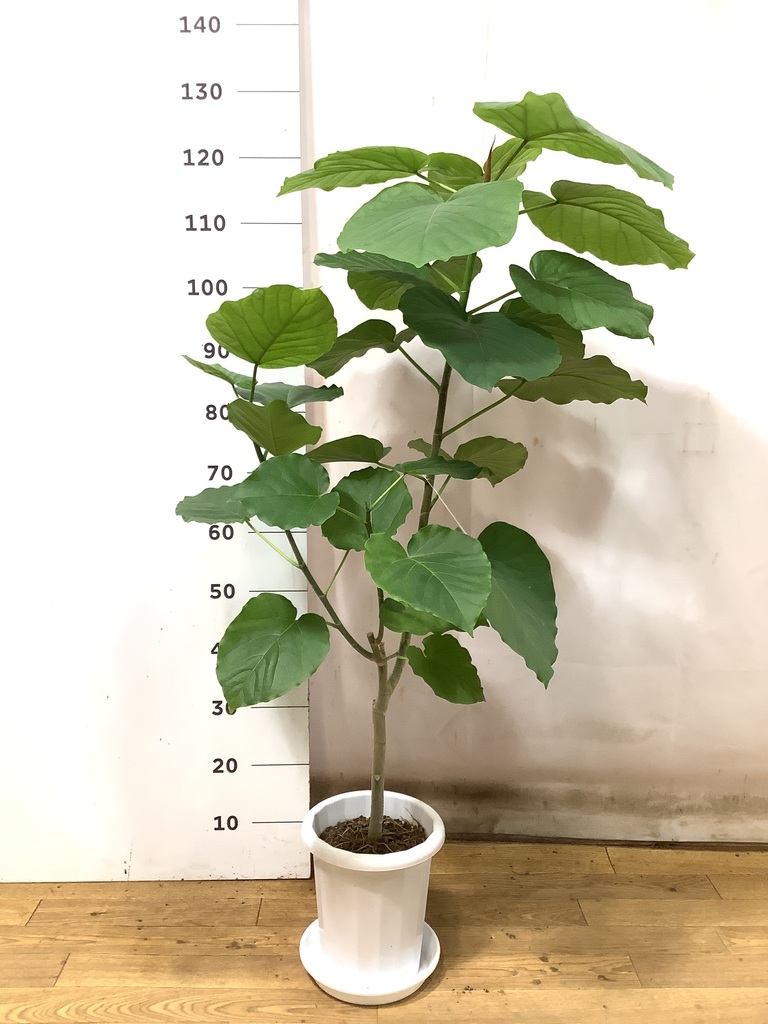 観葉植物 フィカス ウンベラータ 7号 ノーマル プラスチック鉢 | 観葉