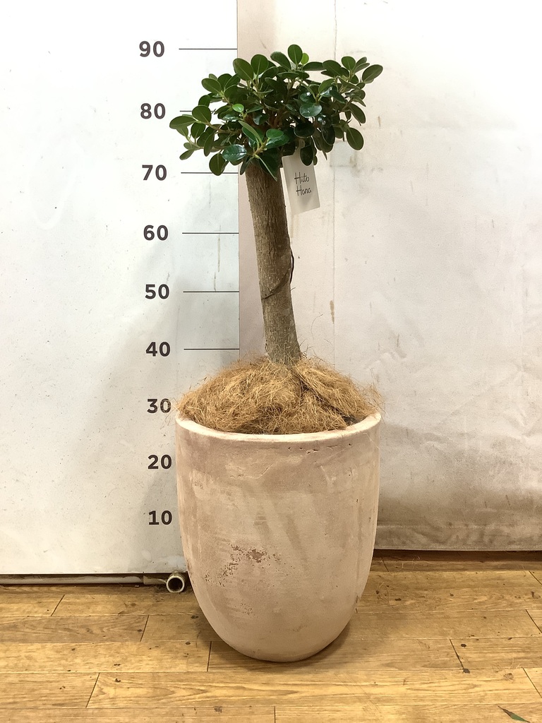 観葉植物 ガジュマル 8号 パンダ 朴仕立て プラスチック鉢