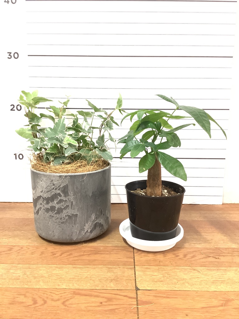 観葉植物 初心者にもおすすめお試し2点セット（パキラ 3号・アイビー
