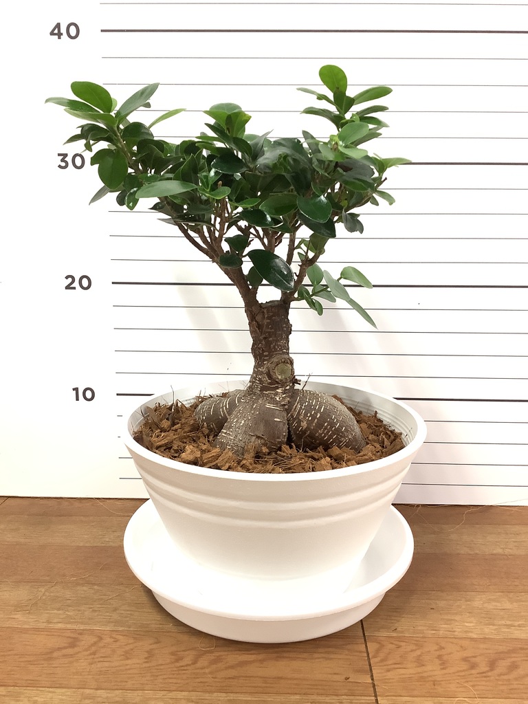 観葉植物 ガジュマル 7号 股仕立て プラスチック鉢 | 観葉植物