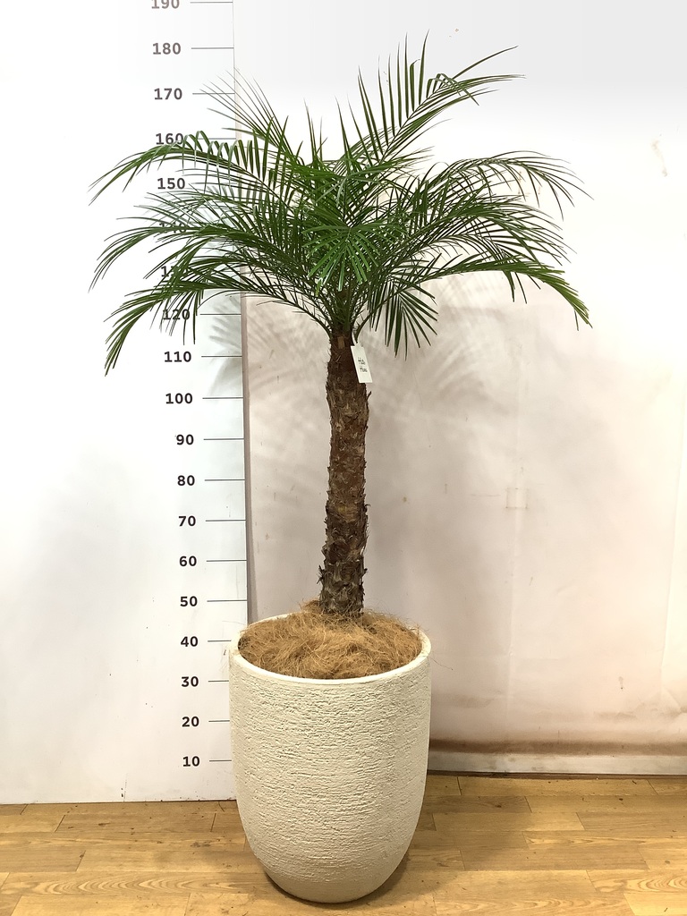 フェニックスロベレニー 10号 | 観葉植物 | インテリアやギフトに