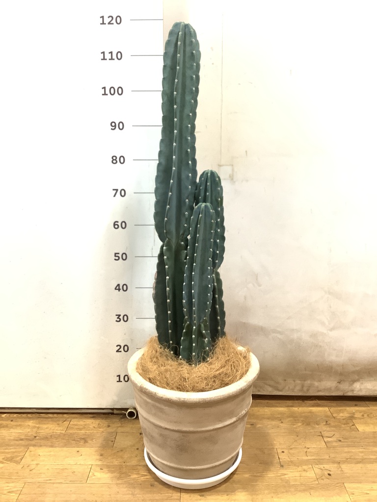 柱サボテン 1点もの（現品・現物） | 観葉植物通販HitoHana