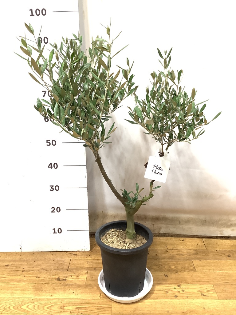 観葉植物 オリーブ 7号 創樹 プラスチック鉢 | 観葉植物ならHitoHana