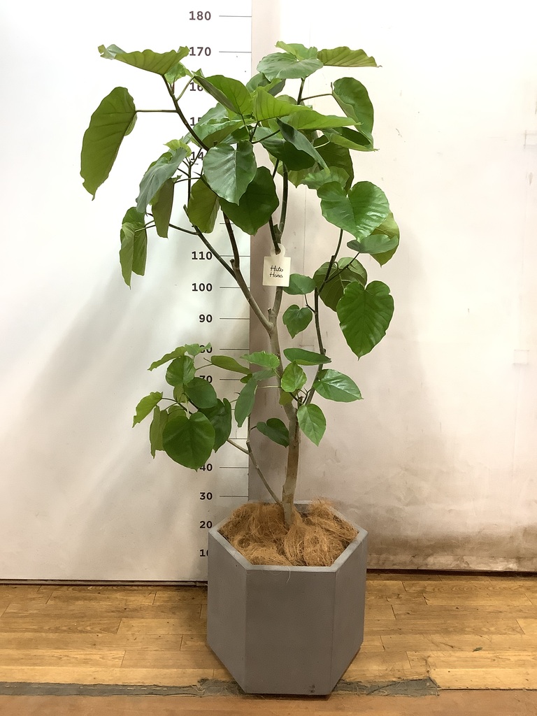 観葉植物 フィカス ウンベラータ 10号 ノーマル アルファシリンダー