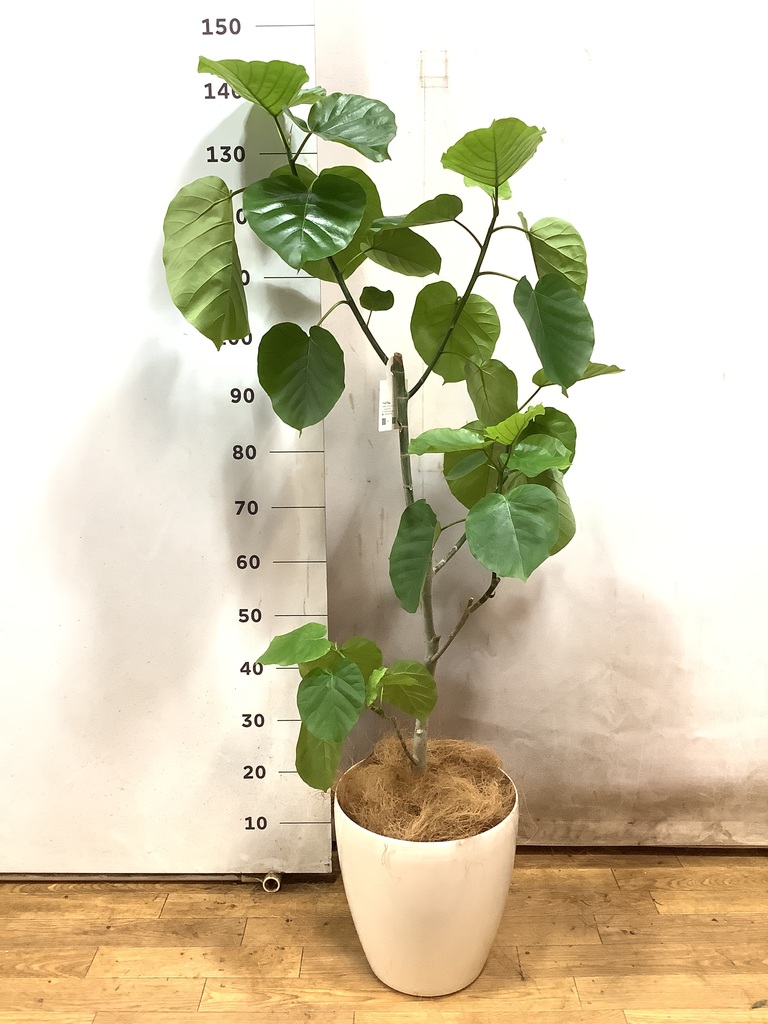 フィカス ウンベラータ ストレート | 観葉植物 | HitoHana(ひと フィカス ウンベラータ ストレート | 観葉植物 | HitoHana(ひと