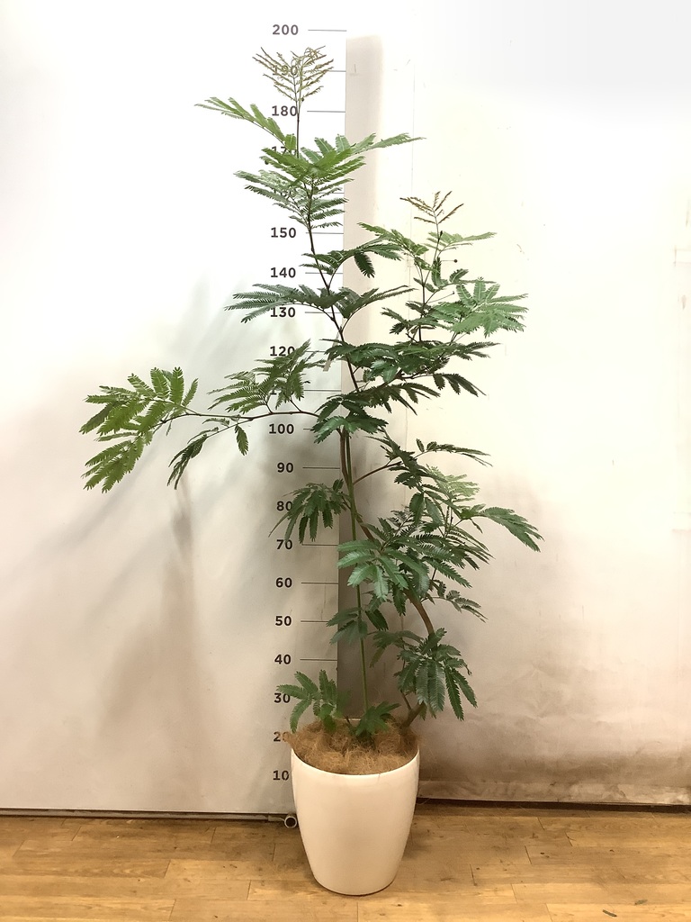 エバーフレッシュ 8号 145cm S-shaped yumisashi-011smn.jpg