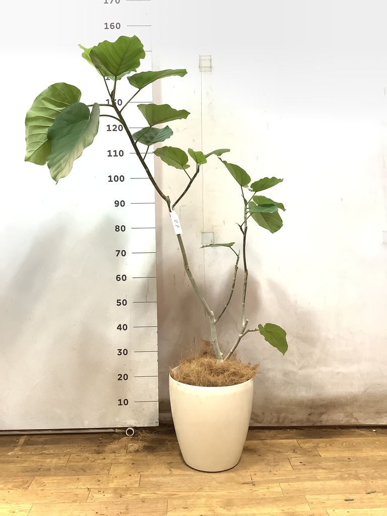 フィカス ウンベラータ ストレート | 観葉植物 | HitoHana(ひと フィカス ウンベラータ ストレート | 観葉植物 | HitoHana(ひと