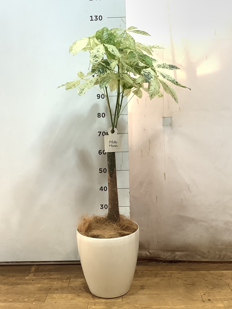 ♡パキラ♡ 布見本 パキラ 実生 鮮明発色 黄斑 ニュータイプ斑入り (Pachira original