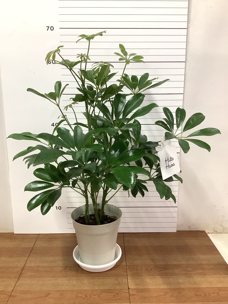 観葉植物 シェフレラ（カポック） 5号 ノーマル プラスチック鉢 | 観葉