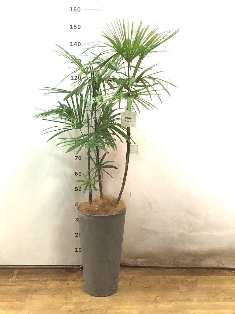 観葉植物 シュロチク（棕櫚竹） 8号 ベータ キューブプランター ウッド