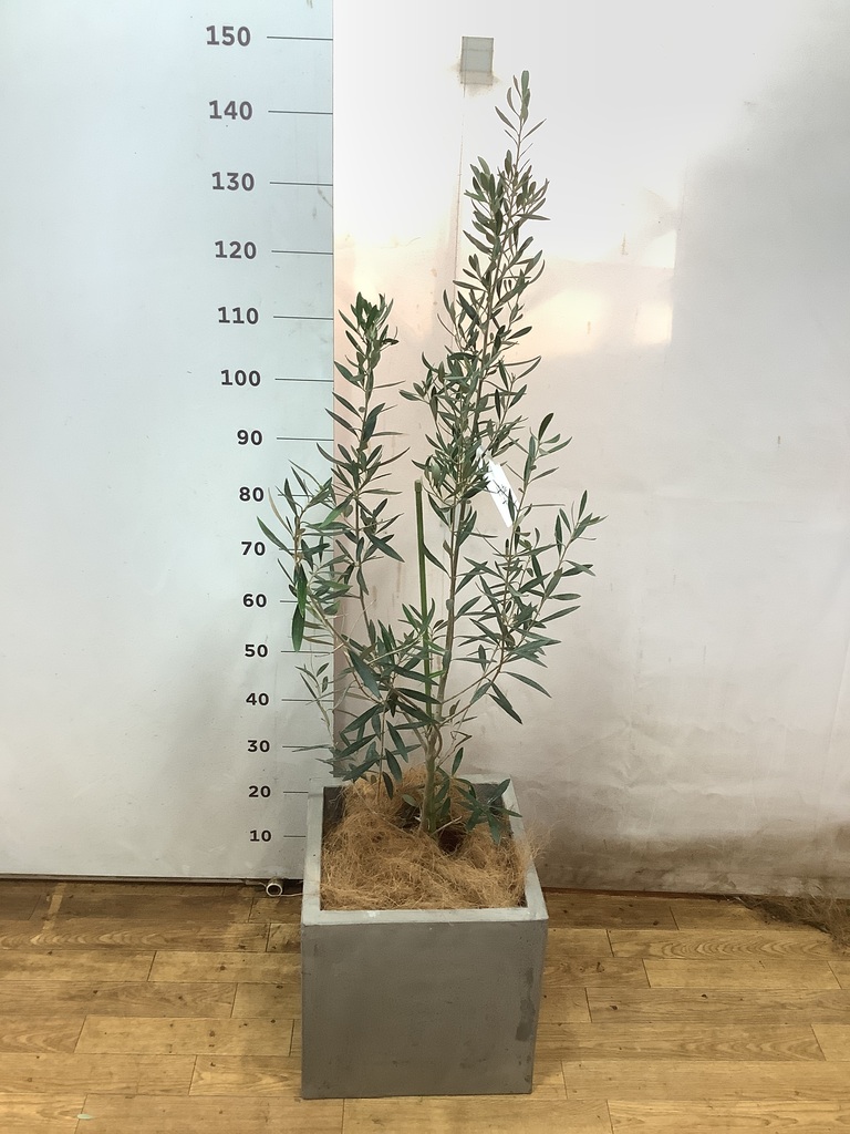 観葉植物　130株以上まとめ売り あんしん樹形セレクト | 観葉植物の通販ならHitoHana（ひとはな）