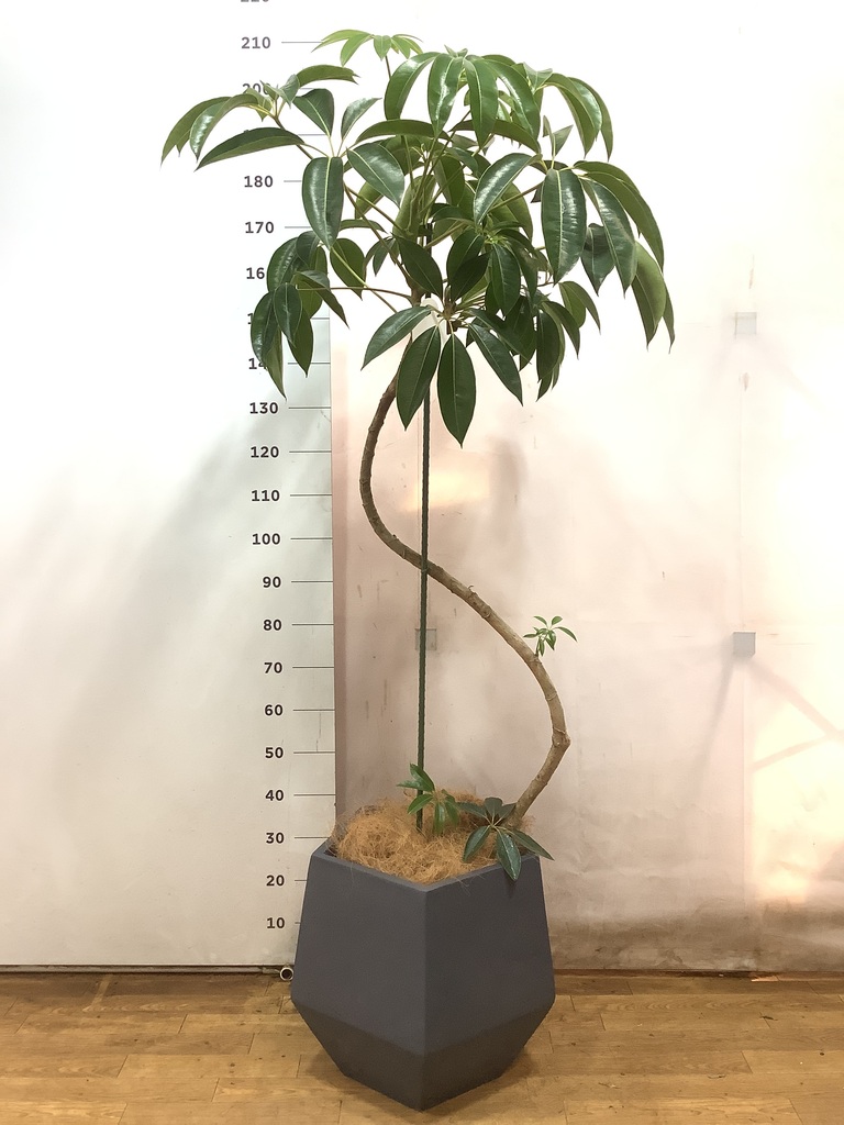 観葉植物 ツピダンサス 10号 曲り ジュピター 黒 付き | 観葉植物なら