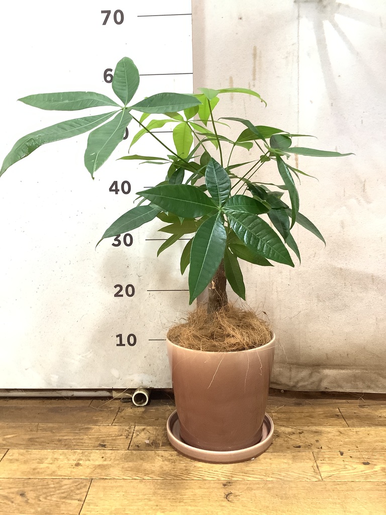その他観葉植物 Latte 観葉植物 パキラ 5号 朴 インティ M 濃グレイ 付き | 観葉植物