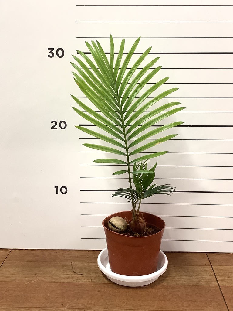 観葉植物 ソテツ 3号 実生 プラスチック鉢 | 観葉植物ならHitoHana
