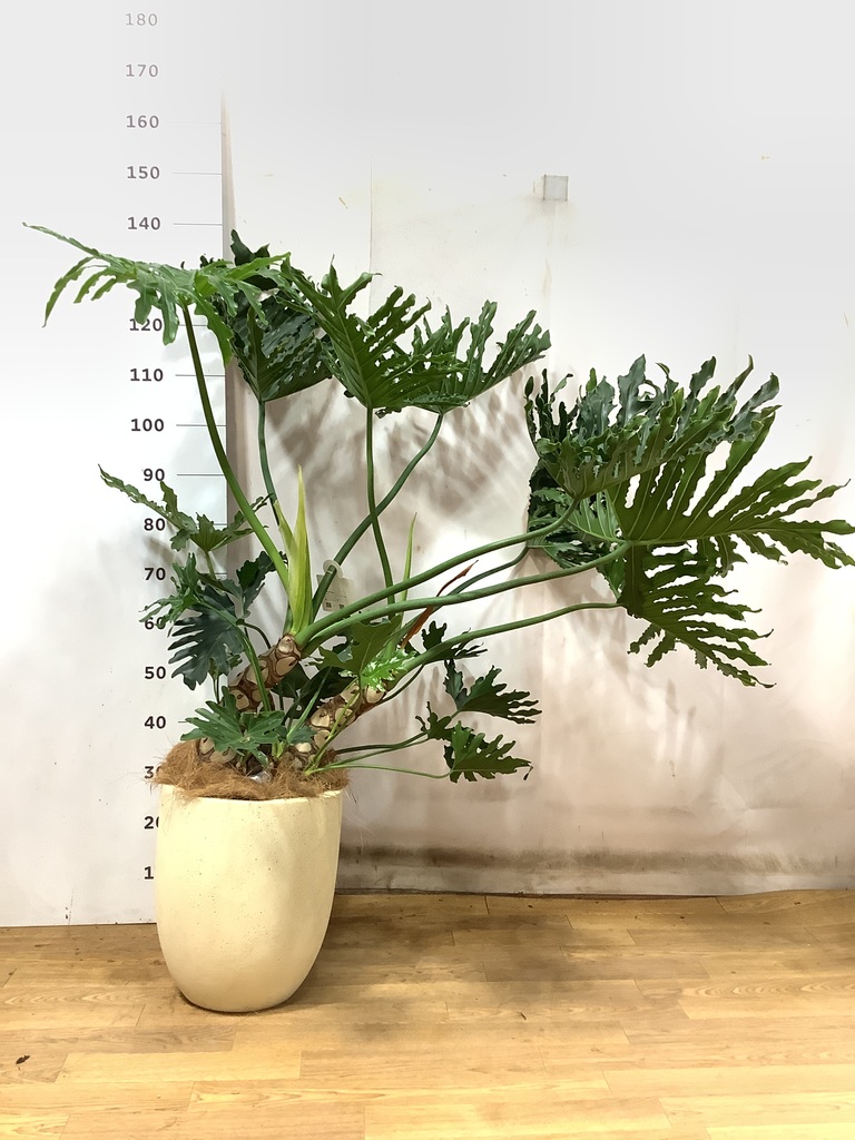 観葉植物 フィロデンドロン 8号 セローム ヒトデカズラ 根あがり