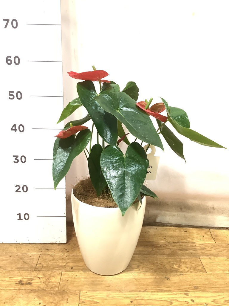 観葉植物 アンスリウム 6号 レッド プラスチック鉢 | 観葉植物なら
