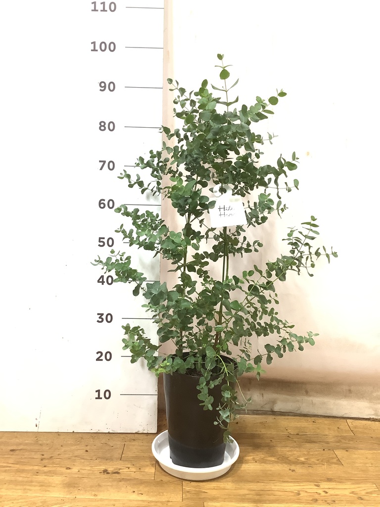 観葉植物 ユーカリ 7号 グニー プラスチック鉢 | 観葉植物ならHitoHana