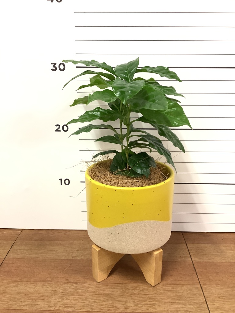 観葉植物 コーヒーの木 3号 ミーア WK 付き | 観葉植物ならHitoHana