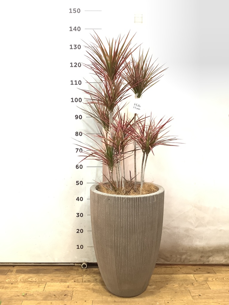 ドラセナ コンシンネ スカーレットアイビス 写真 | 観葉植物通販