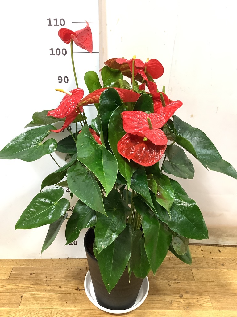 観葉植物 アンスリウム 10号 レッド プラスチック鉢 | 観葉植物なら