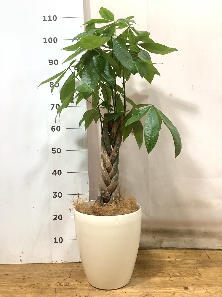 観葉植物 パキラ 7号 ねじり プラスチック鉢 | 観葉植物ならHitoHana