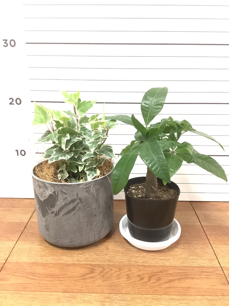 観葉植物 初心者にもおすすめお試し2点セット（パキラ 3号・アイビー