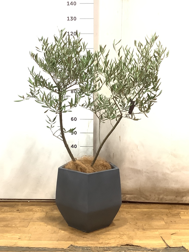 オリーブの木　260cm超え　プランターつき オリーブの木 260cm超え プランターつき