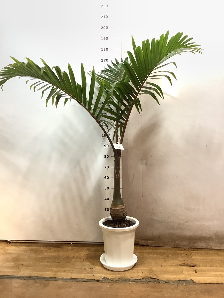 観葉植物 トックリヤシ 10号 プラスチック鉢 | 観葉植物ならHitoHana