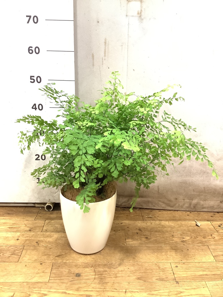 観葉植物 アジアンタム 5号 プラスチック鉢 | 観葉植物ならHitoHana