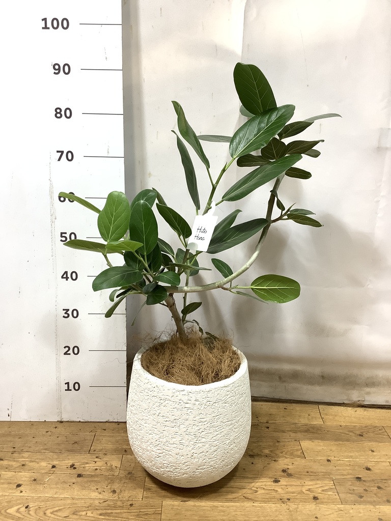 観葉植物 フィカス ベンガレンシス 6号 曲り プラスチック鉢 | 観葉
