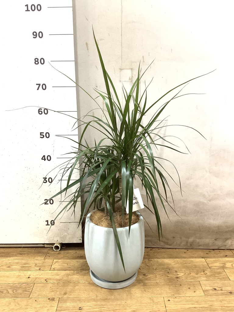 コンシンネ　鉢下から150cm ドラセナ・コンシンネ｜陶器鉢 - Ricflower