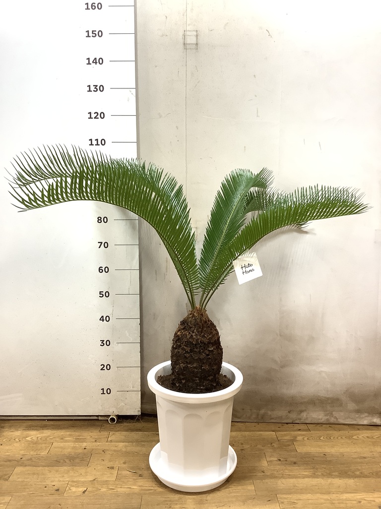観葉植物 ソテツ 10号 プラスチック鉢 | 観葉植物ならHitoHana(ひとはな)