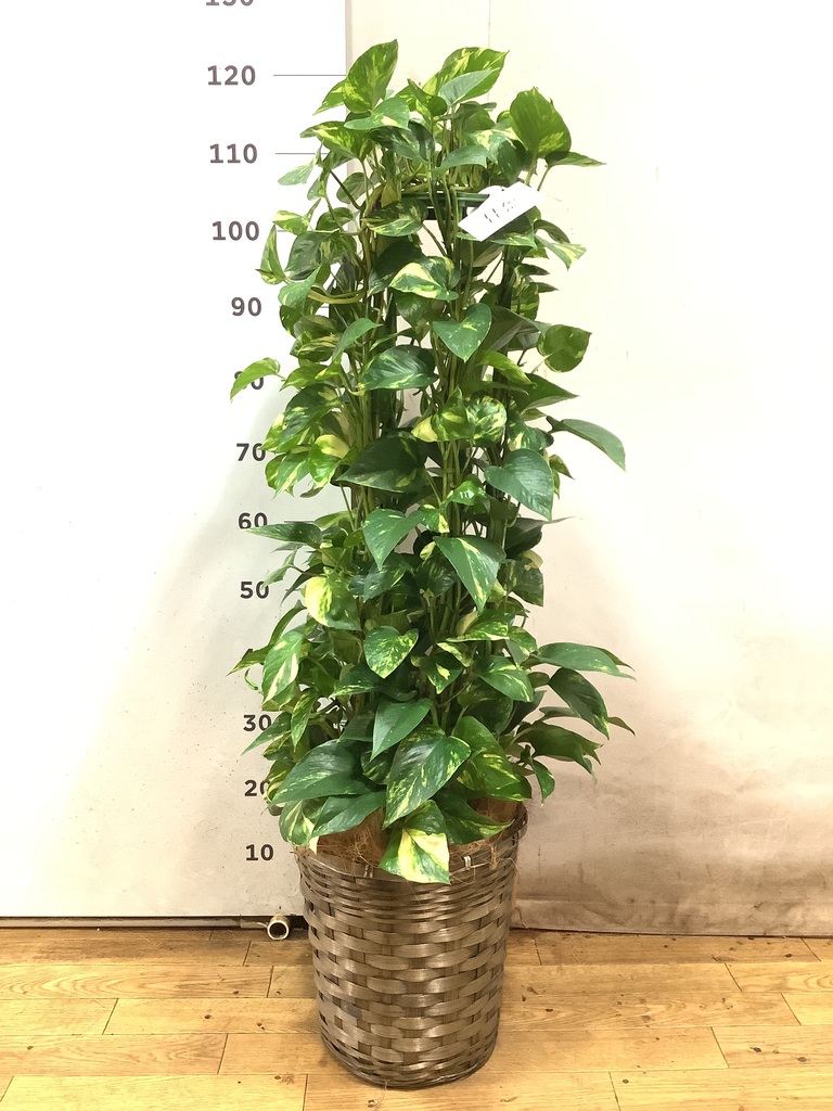観葉植物 ポトス 8号 ラッシュバスケット Natural 付き | 観葉植物なら