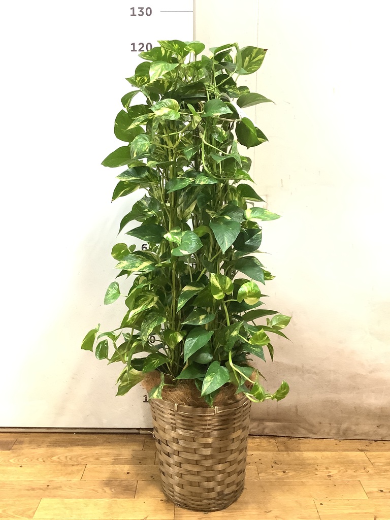 観葉植物 ポトス 8号 ラッシュバスケット Natural 付き | 観葉植物なら