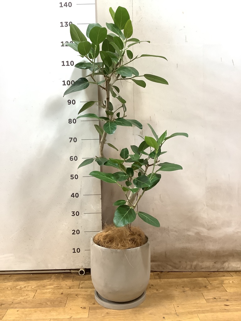 観葉植物 フィカス ベンガレンシス 7号 曲り プラスチック鉢