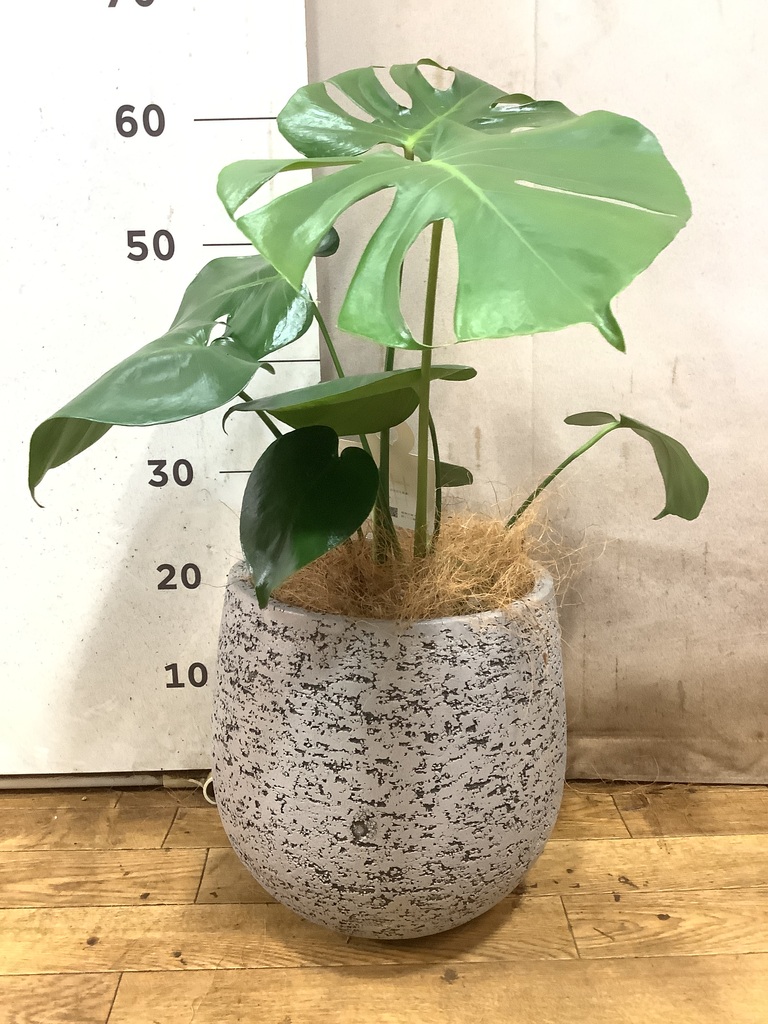 モンステラ 1点もの | 観葉植物 | 送料無料でお届け - Hitohana