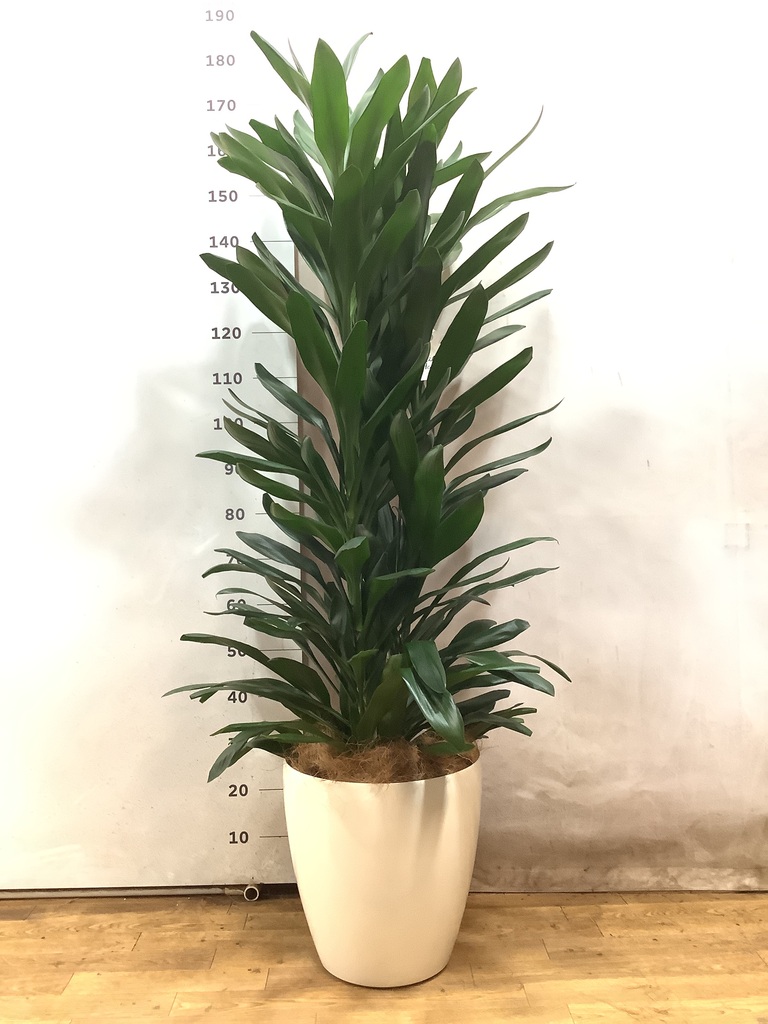 観葉植物 ドラセナ グローカル 10号 エコストーンGray 付き | 観葉植物